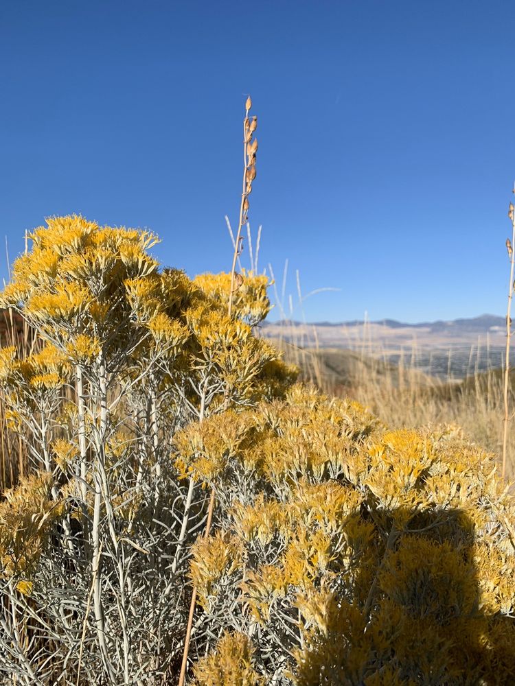 SUNCREST TRAIL 27 Photos Deer Ridge Dr, Draper, UT Yelp