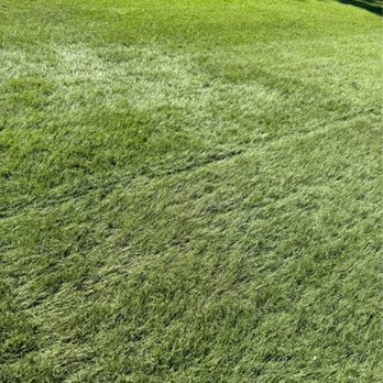 Kruzona Turf Patrol - BEFORE - Artificial Turf Near Me - Dixon, California Kruzona Turf Patrol - BEFORE - Artificial Turf Near Me - Dixon, California