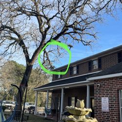 Conroe’s Best Tree Service - Per customer request only trim the highlighted