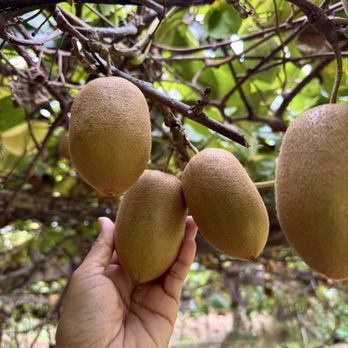 Virginia Golden Kiwi - Pick Your Own Farms Near Me - Vienna, Virginia