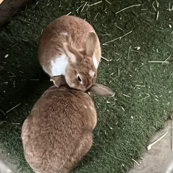 Ostrichland USA - Bunnies!! - Attraction Farms Near Me - Solvang, California Ostrichland USA - Bunnies!! - Attraction Farms Near Me - Solvang, California