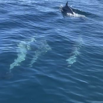 Southern California Jet Skis - With the dolphins - Boating Near Me - Oxnard, California Southern California Jet Skis - With the dolphins - Boating Near Me - Oxnard, California