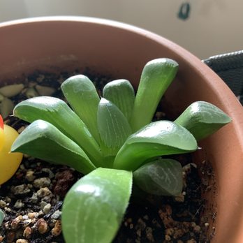 Plant Shop Chicago - Plant I bought from here - Nurseries & Gardening Near Me - Chicago, Illinois Plant Shop Chicago - Plant I bought from here - Nurseries & Gardening Near Me - Chicago, Illinois
