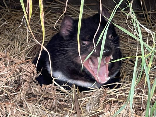Tasmanian Devil Unzoo by null