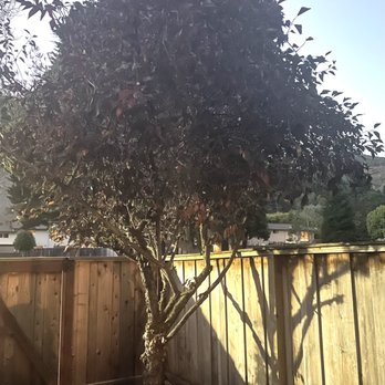 West Valley Tree Care - Cherry blossom tree before removal - Tree Services Near Me - Sunnyvale, California West Valley Tree Care - Cherry blossom tree before removal - Tree Services Near Me - Sunnyvale, California