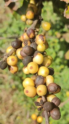 Kauaʻi Coffee Company by null