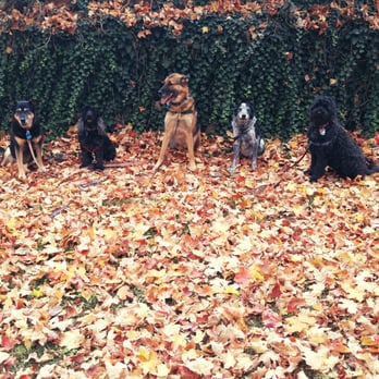 Lark's Pet Sitting Service - Dog Walkers Near Me - Boulder, Colorado Lark's Pet Sitting Service - Dog Walkers Near Me - Boulder, Colorado