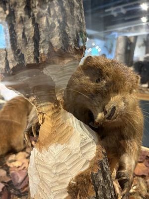 George B. Dorr Museum of Natural History by null