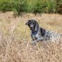 Photo of Ashlyn's K-9 Training