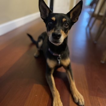 Running Paws Pet Services - Laika Pet Sitting - Pet Boarding Near Me Running Paws Pet Services - Laika Pet Sitting - Pet Boarding Near Me