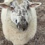 Cozy Critters Petting Zoo