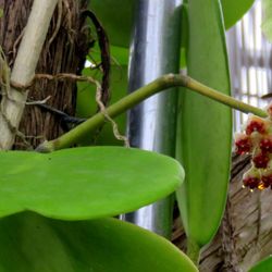 Miller's Tropicals of Texas