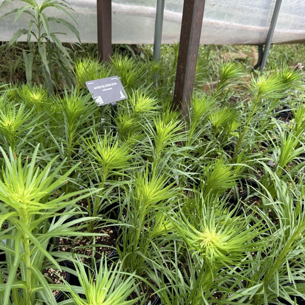 Native Plant Nursery - Plants - Nurseries & Gardening Near Me - Oklahoma City, Oklahoma Native Plant Nursery - Plants - Nurseries & Gardening Near Me - Oklahoma City, Oklahoma
