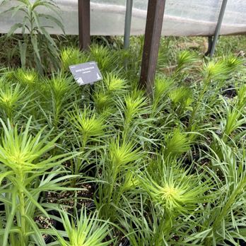 Native Plant Nursery - Plants - Nurseries & Gardening Near Me - Oklahoma City, Oklahoma Native Plant Nursery - Plants - Nurseries & Gardening Near Me - Oklahoma City, Oklahoma