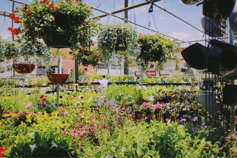 SUNSET NURSERY Updated June 2024 354 Photos & 397 Reviews 4368 W