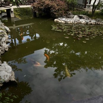 Lan Su Chinese Garden - Koi pond - Botanical Gardens Near Me - Portland, Oregon Lan Su Chinese Garden - Koi pond - Botanical Gardens Near Me - Portland, Oregon