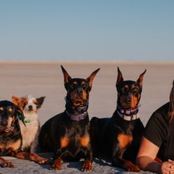 K9 Fluent Professional Dog Training - Tiffany and her current 4 dogs left to right: Zoey, Taz, Tess, and Navy