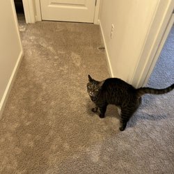 Heaven's Best Carpet & Rug Cleaners