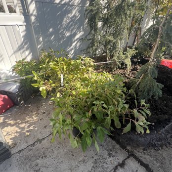 Tree It Up - Nurseries & Gardening Near Me - American Fork, Utah Tree It Up - Nurseries & Gardening Near Me - American Fork, Utah