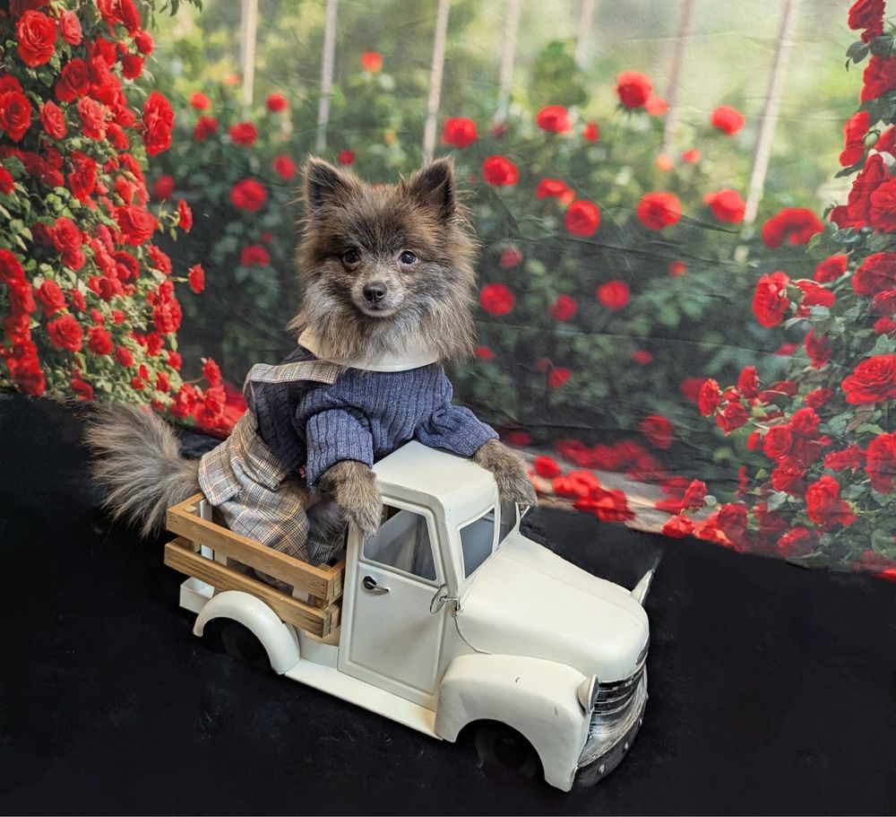 Uno Modeling Pup Image