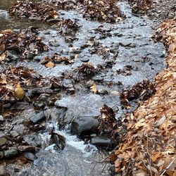 Orchard Glen Trail