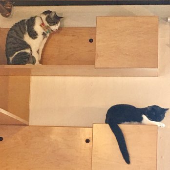 NEKO: A Cat Cafe - Upstairs and downstairs! - Themed Cafes Near Me - Seattle, Washington NEKO: A Cat Cafe - Upstairs and downstairs! - Themed Cafes Near Me - Seattle, Washington