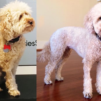 Spago Dog - Before and After - Pet Groomers Near Me - Oakland, California Spago Dog - Before and After - Pet Groomers Near Me - Oakland, California