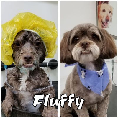 astoria grooming holistic pet spa