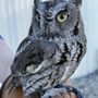 Orange County Bird of Prey Center