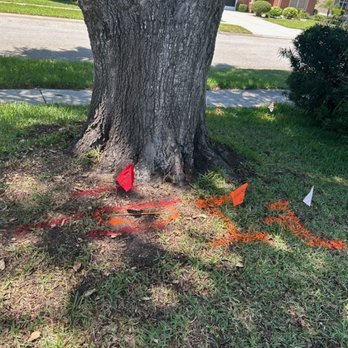 360 Eco Solutions - Electric under tree - Landscaping Near Me