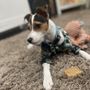Photo of High Desert Doggy Daycare