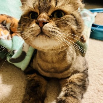 Carolyn's Mobile Cat Grooming - After grooming - Pet Groomers Near Me