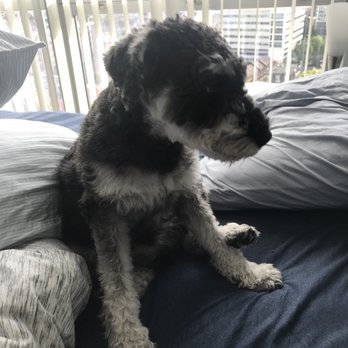 Dog Training Now - Pet Training Near Me - Hoffman Estates, Illinois Dog Training Now - Pet Training Near Me - Hoffman Estates, Illinois