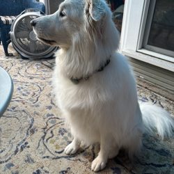 Dog Gone Clean - Portland - Lady Day