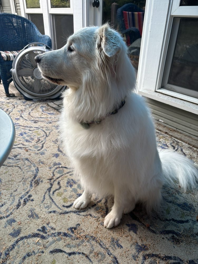 Dog Gone Clean - Portland - pet boarding facility in Portland, OR