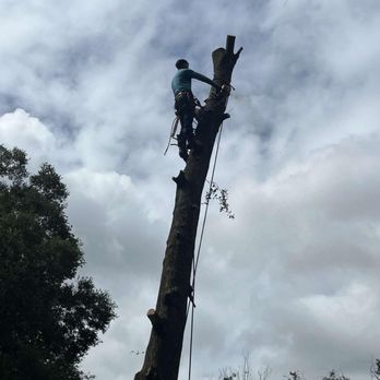 Tree Services The Lumberjack - Tree Services Near Me - Lakeland, Florida Tree Services The Lumberjack - Tree Services Near Me - Lakeland, Florida