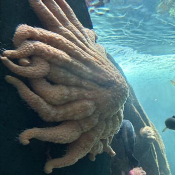 Vancouver Aquarium - Huge starfish - Aquariums Near Me - Vancouver, British Columbia Vancouver Aquarium - Huge starfish - Aquariums Near Me - Vancouver, British Columbia
