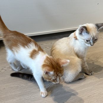 Cat Cafe Meows Rakuen - Cafes Near Me - Gardena, California Cat Cafe Meows Rakuen - Cafes Near Me - Gardena, California