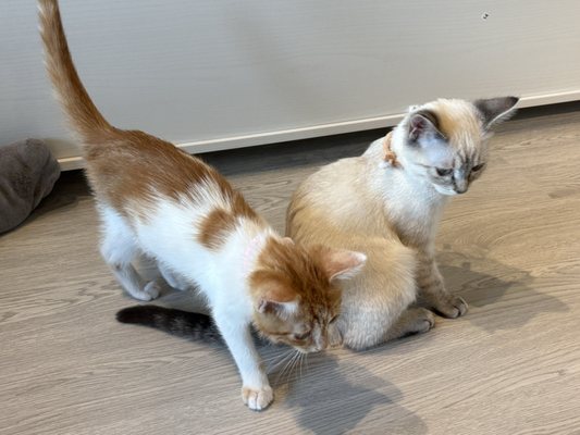 Meows Rakuen by null