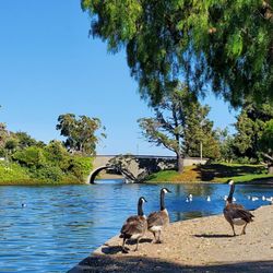 Lakeshore Park - Geese and other birds
