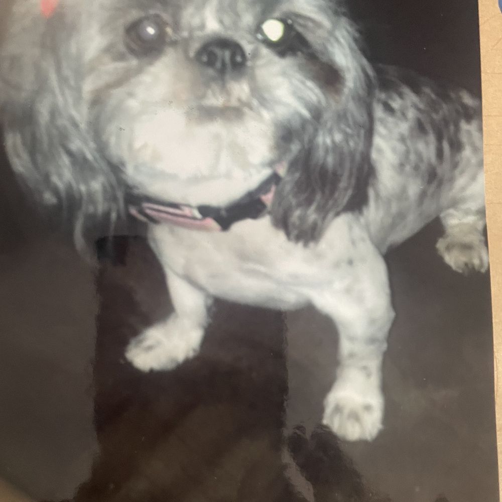 PetSmart - Just another picture of maycee after being groomed by Damian. As she grows older she refused to wear bows. - Pet Stores Near Me - Tucson, Arizona