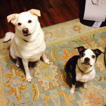 Wiggly Bottoms - Did you just say you're here to take us for a walk? Let's go! - Pet Sitting Near Me Wiggly Bottoms - Did you just say you're here to take us for a walk? Let's go! - Pet Sitting Near Me