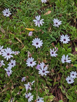 Giardini la Mortella by null