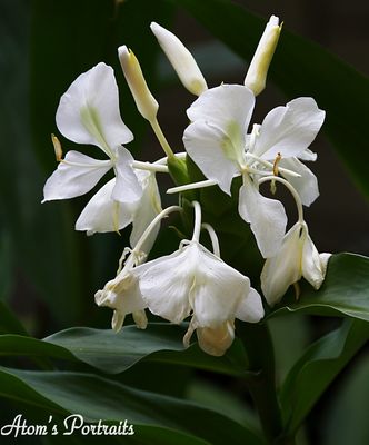 Atlanta Botanical Garden by null