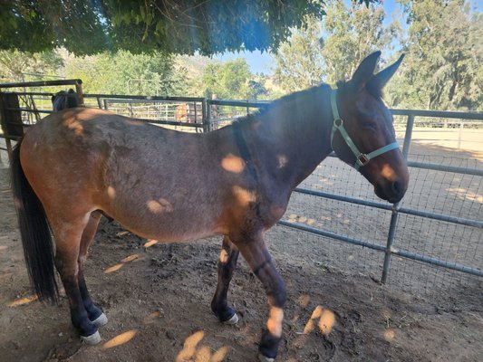 Blossom Peak Ranch by null