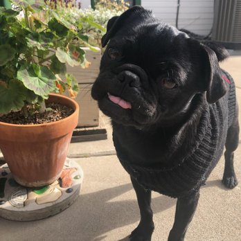 Valley Animal Haven - He's perfect - Animal Shelters Near Me - Lemoore, California Valley Animal Haven - He's perfect - Animal Shelters Near Me - Lemoore, California