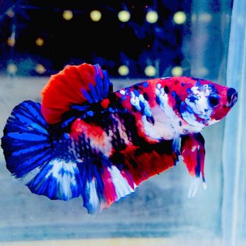 sunset pet and supplies