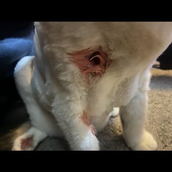 Phoenix Pet Center - Pet Groomers Near Me - Ramona, California