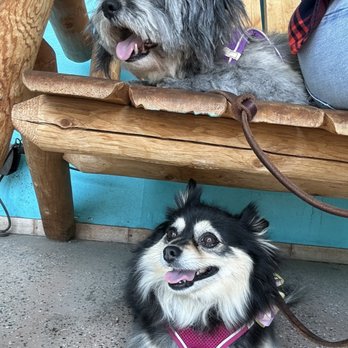 California Grooming - Pet Groomers Near Me - Culver City, California