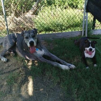 Best Fido Friends - Dogs at dolphin view - Pet Boarding Near Me - Waco, Texas Best Fido Friends - Dogs at dolphin view - Pet Boarding Near Me - Waco, Texas